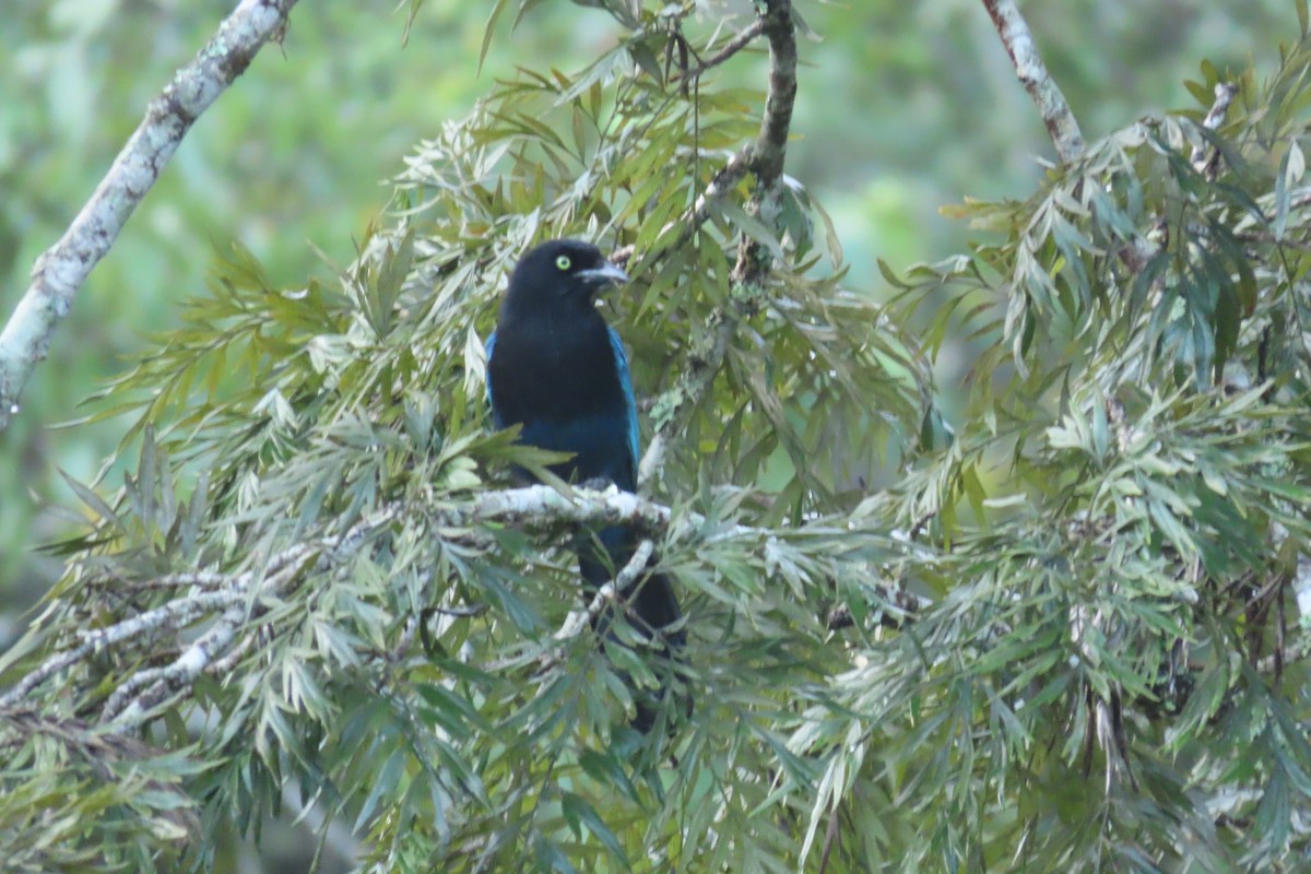 raggskrike - ML646843133