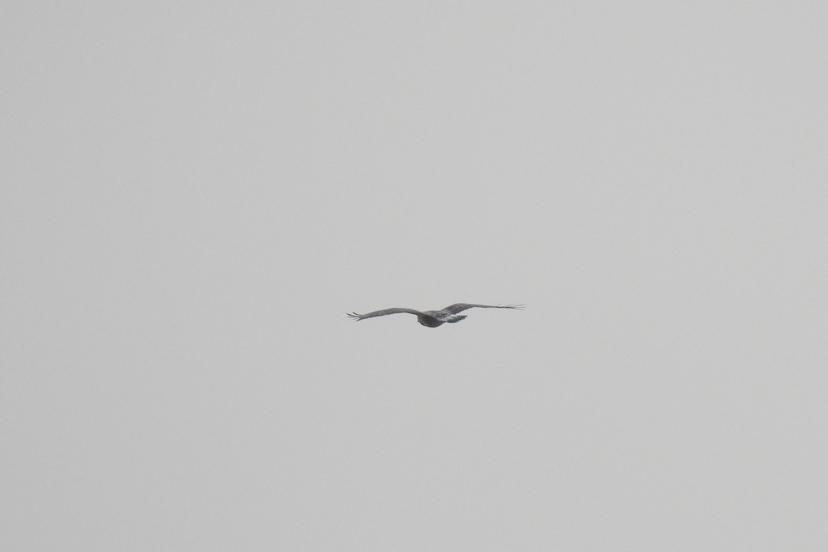 Rough-legged Hawk - ML646843134