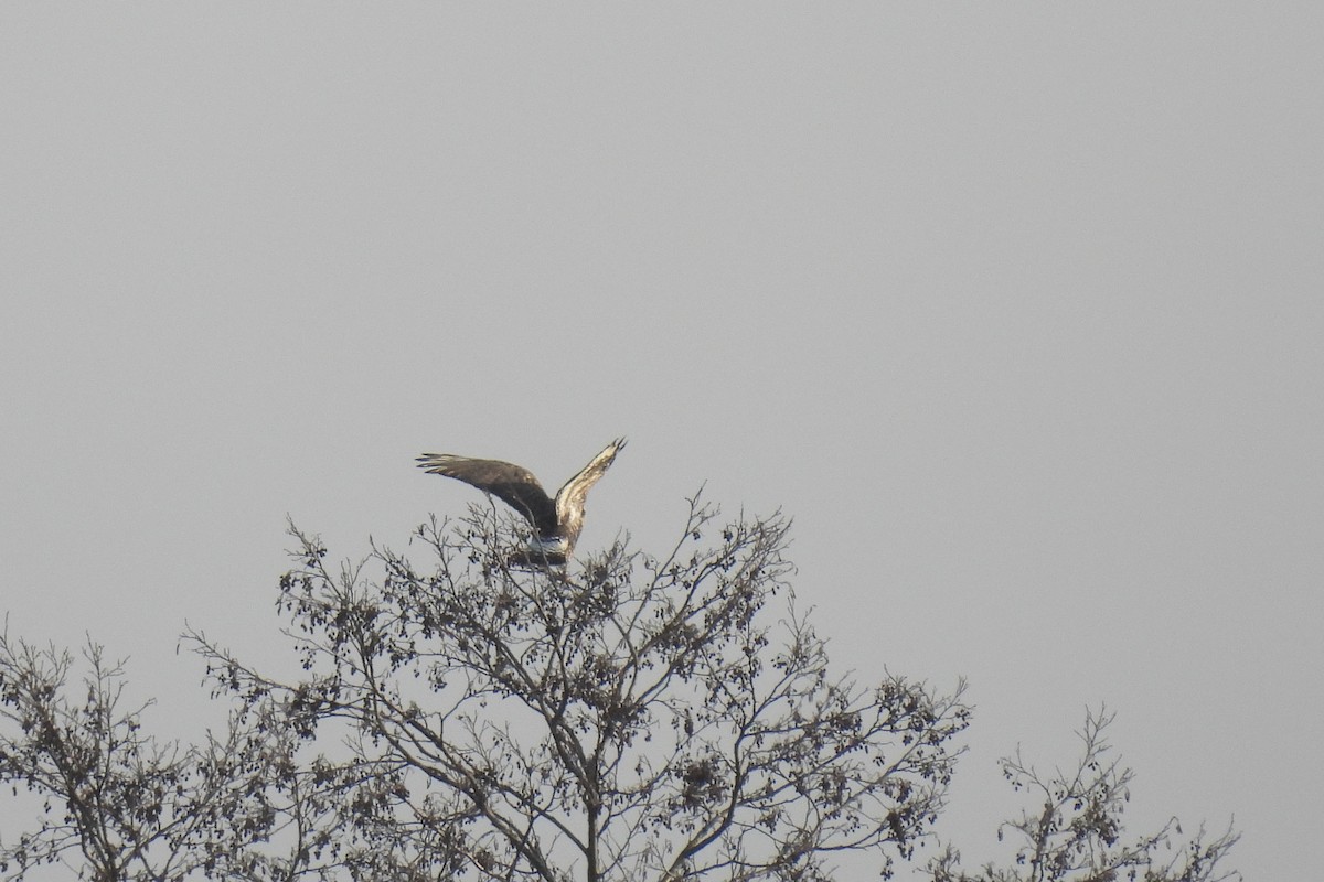 Rough-legged Hawk - ML646843135