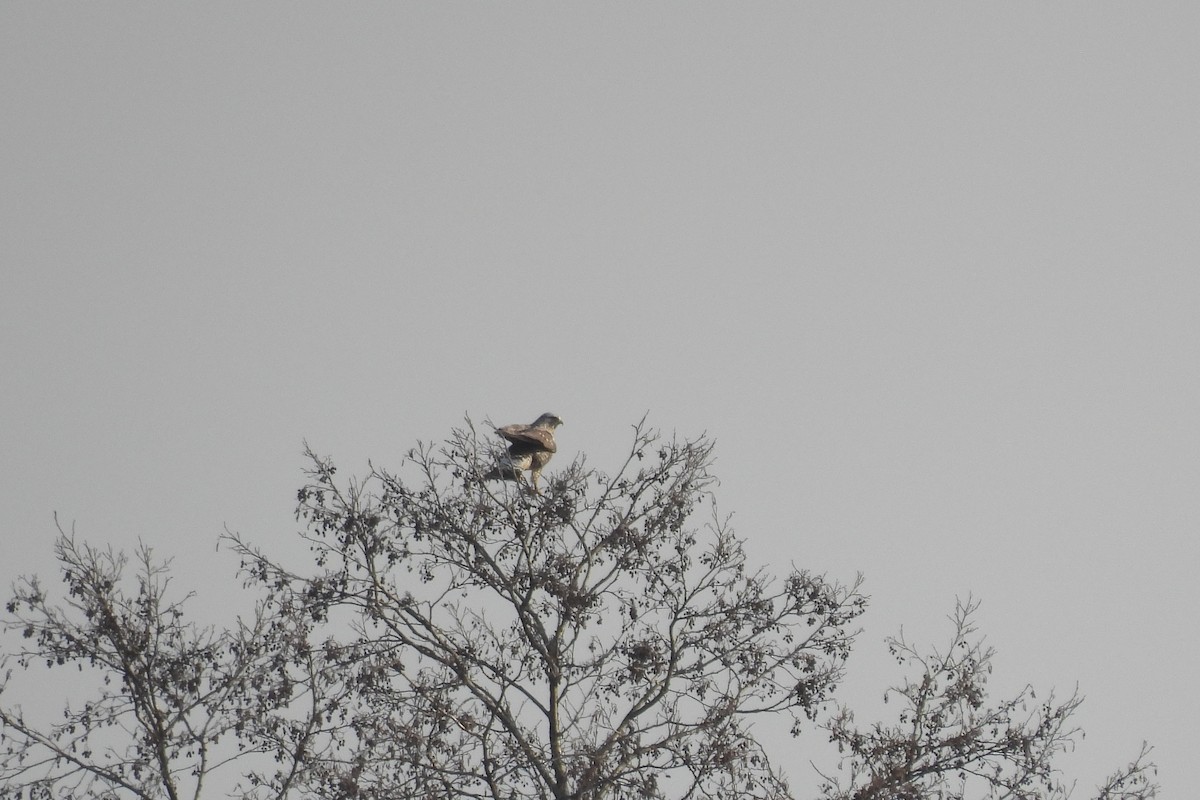 Rough-legged Hawk - ML646843136