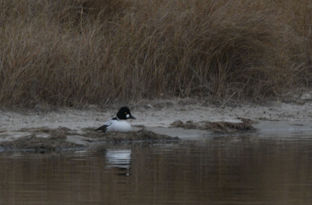 ホオジロガモ - ML646843137