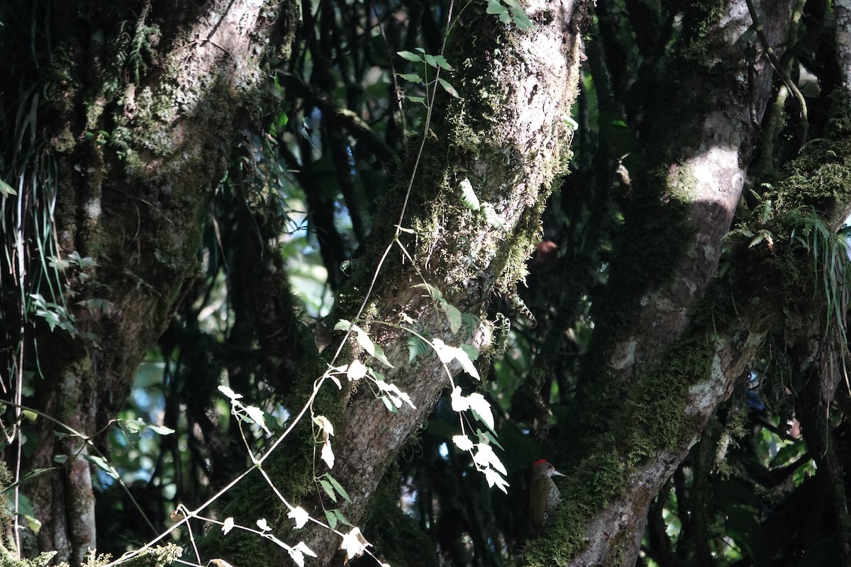 Elliot's Woodpecker - ML646843138