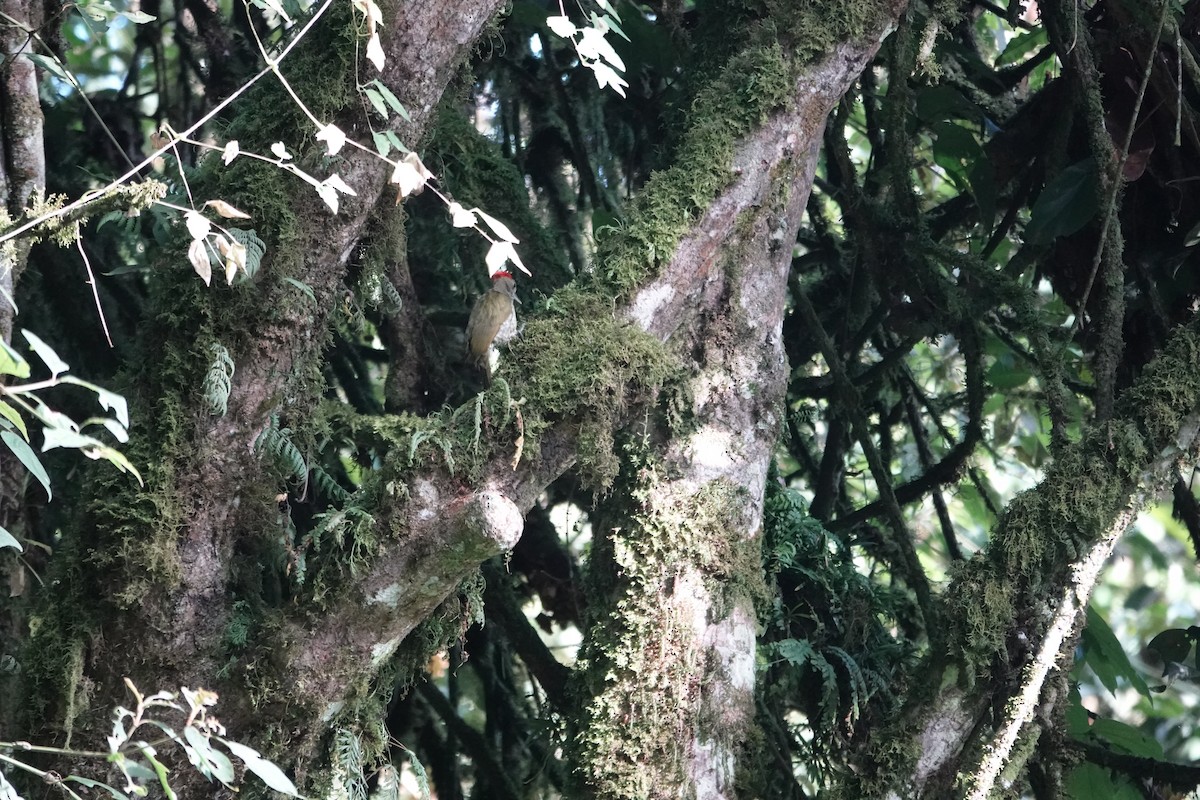 Elliot's Woodpecker - ML646843139