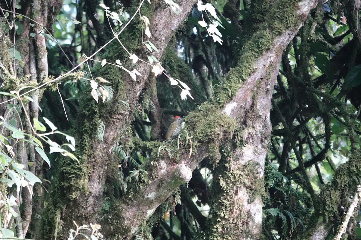 Elliot's Woodpecker - ML646843140