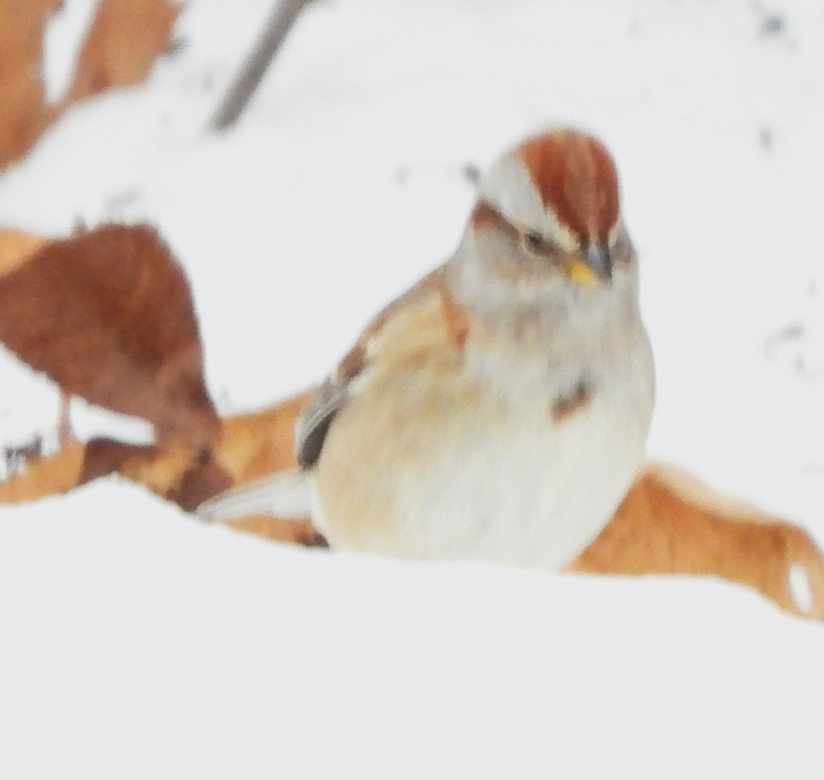 American Tree Sparrow - ML646843144
