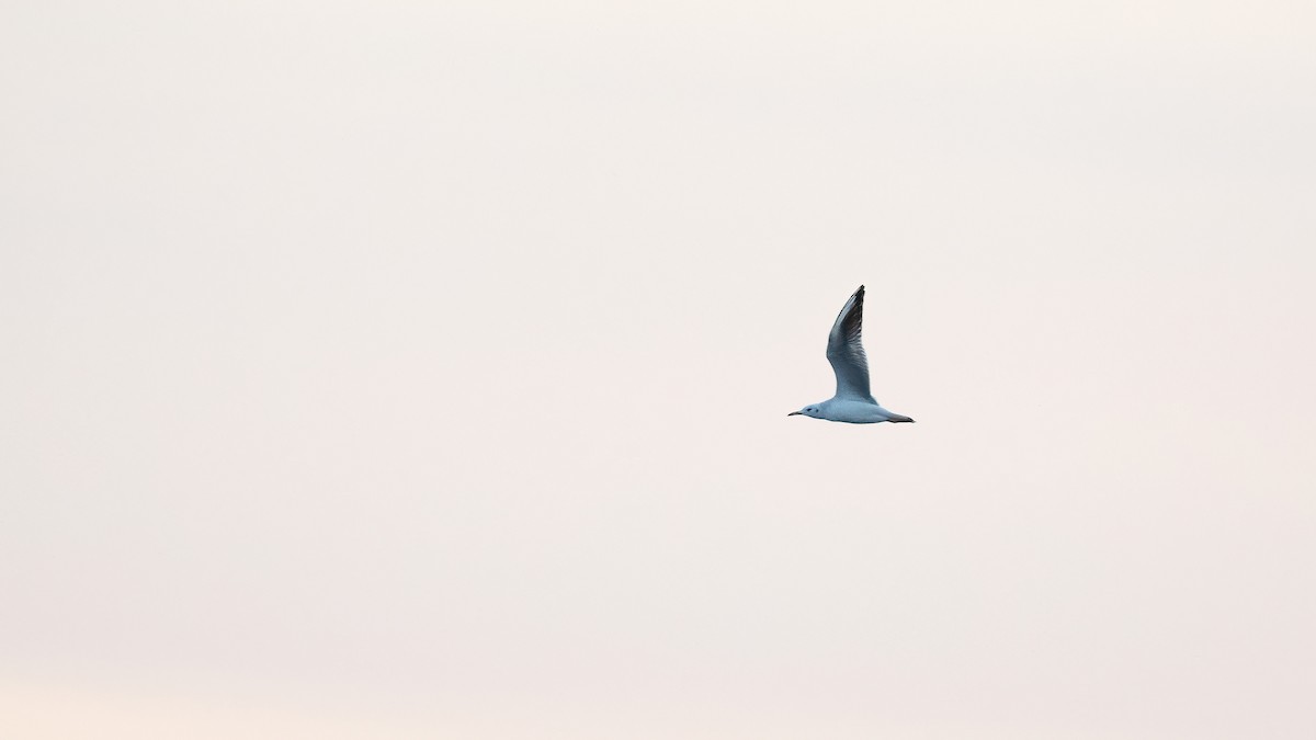 Slender-billed Gull - ML646843145