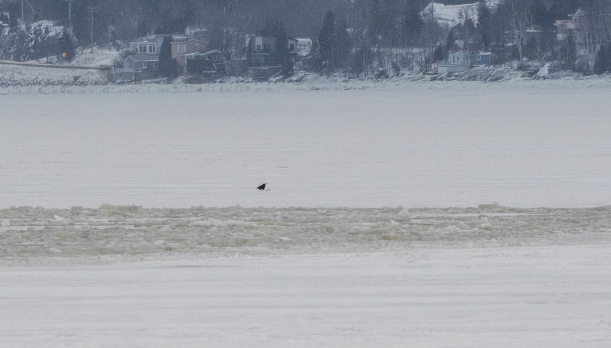 Common Raven - ML646843146