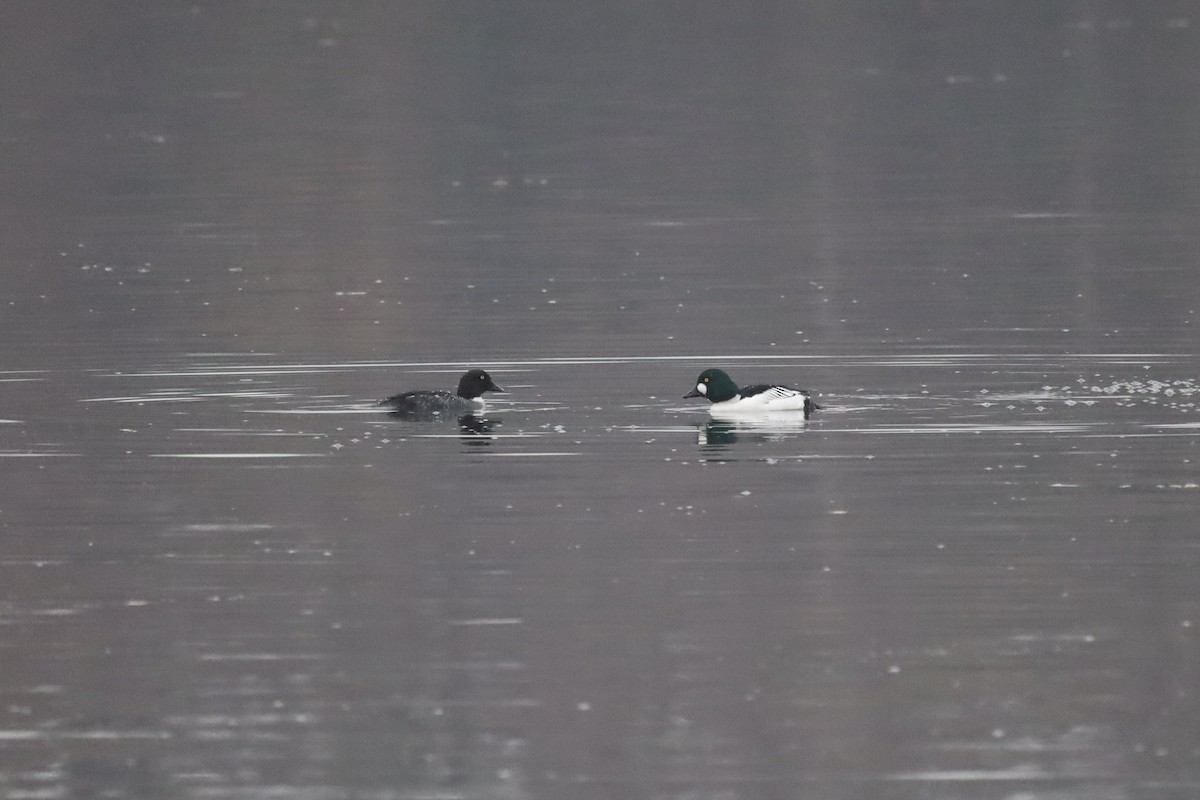 Porrón Osculado - ML646843147