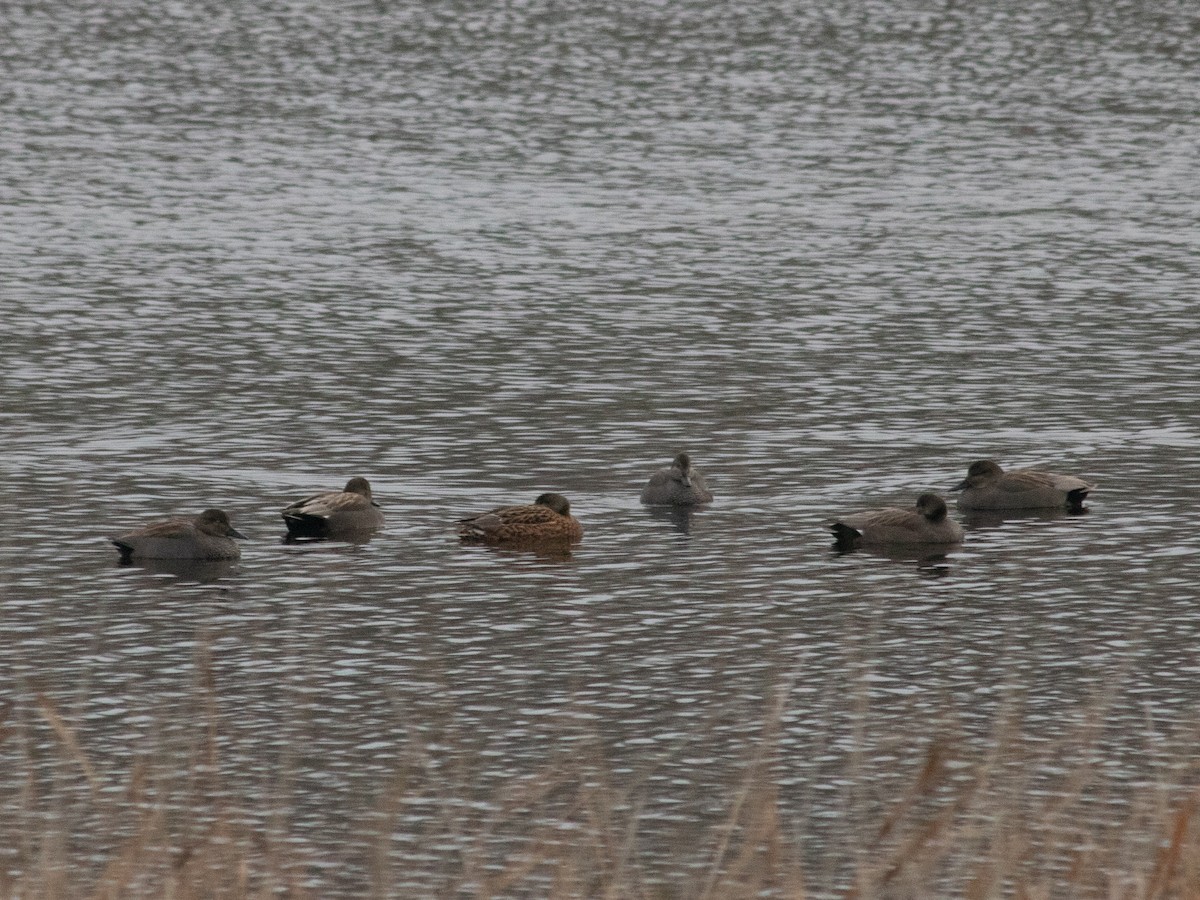 赤膀鴨 - ML646843148