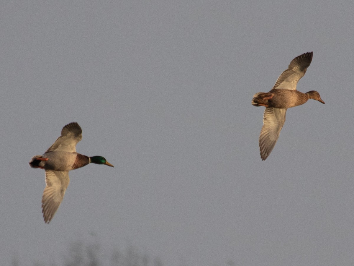 綠頭鴨 - ML646843151