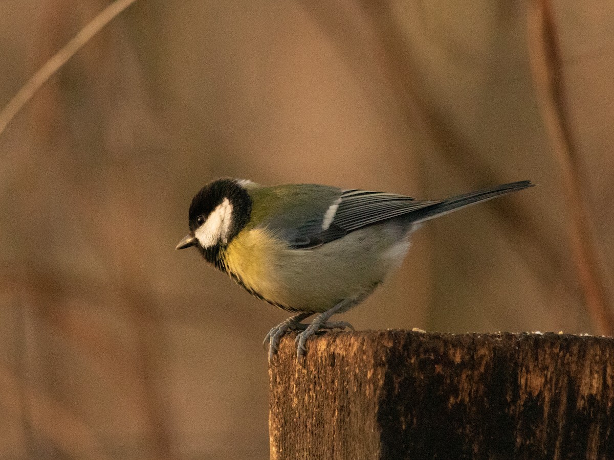 Great Tit - ML646843164