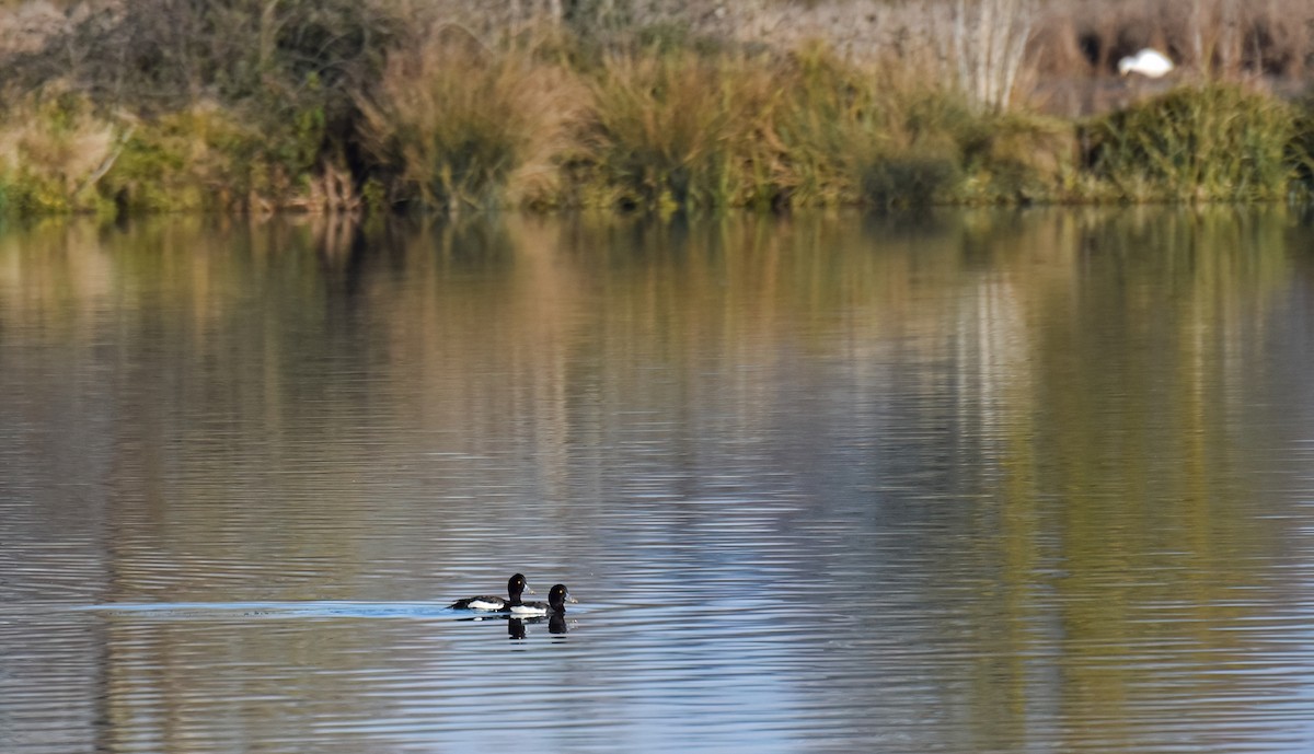 צולל מצויץ - ML646843165