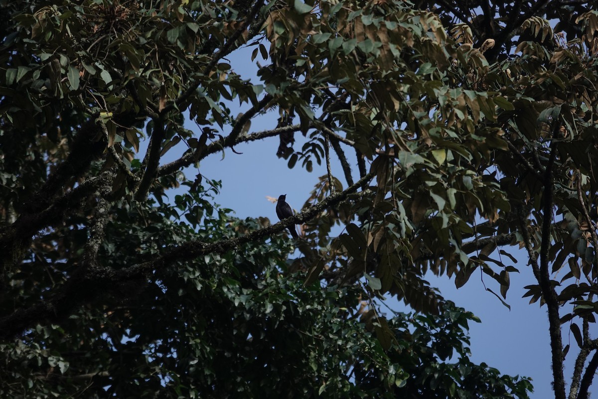 Stuhlmann's Starling - ML646843169