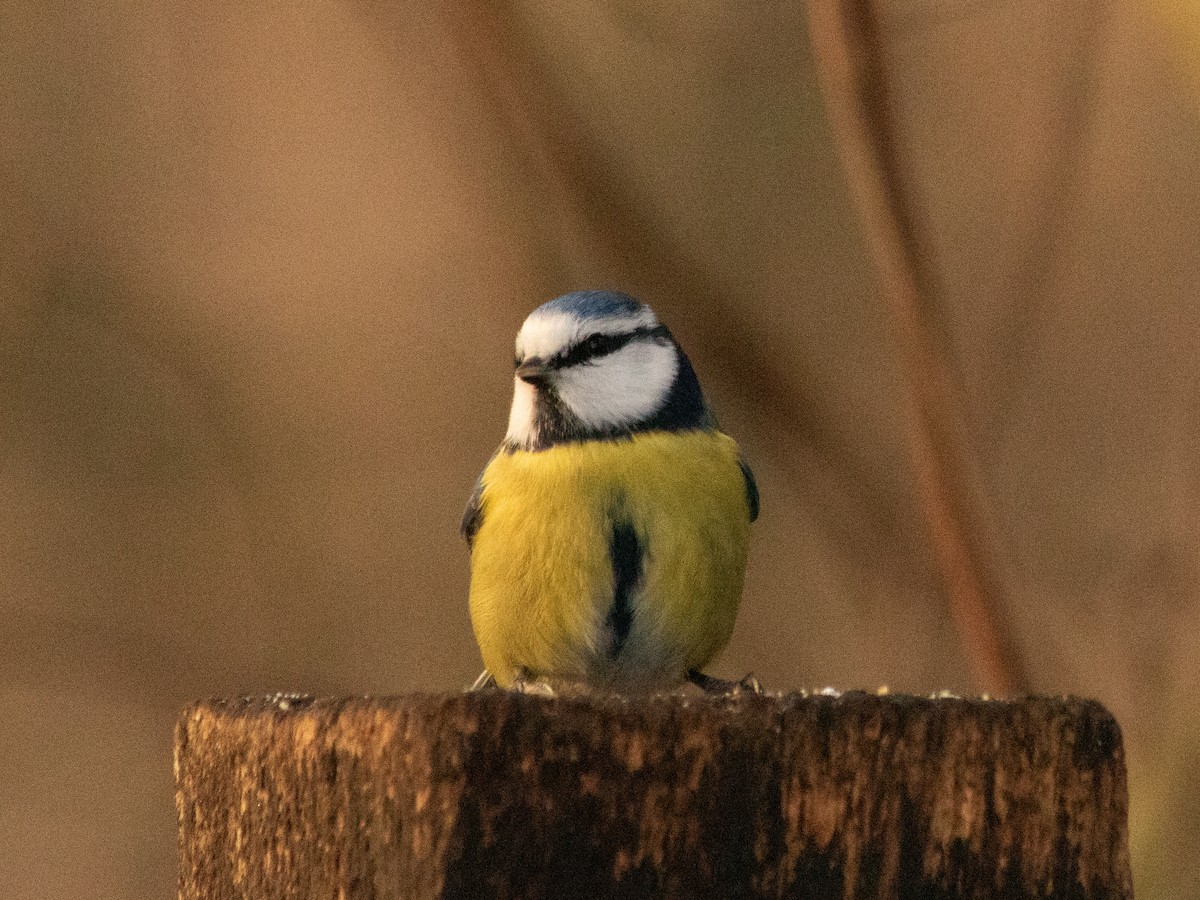 Eurasian Blue Tit - ML646843171