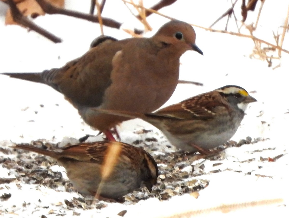 תורית אמריקנית - ML646843172