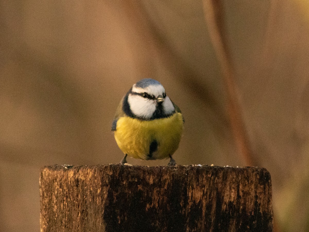 Eurasian Blue Tit - ML646843174