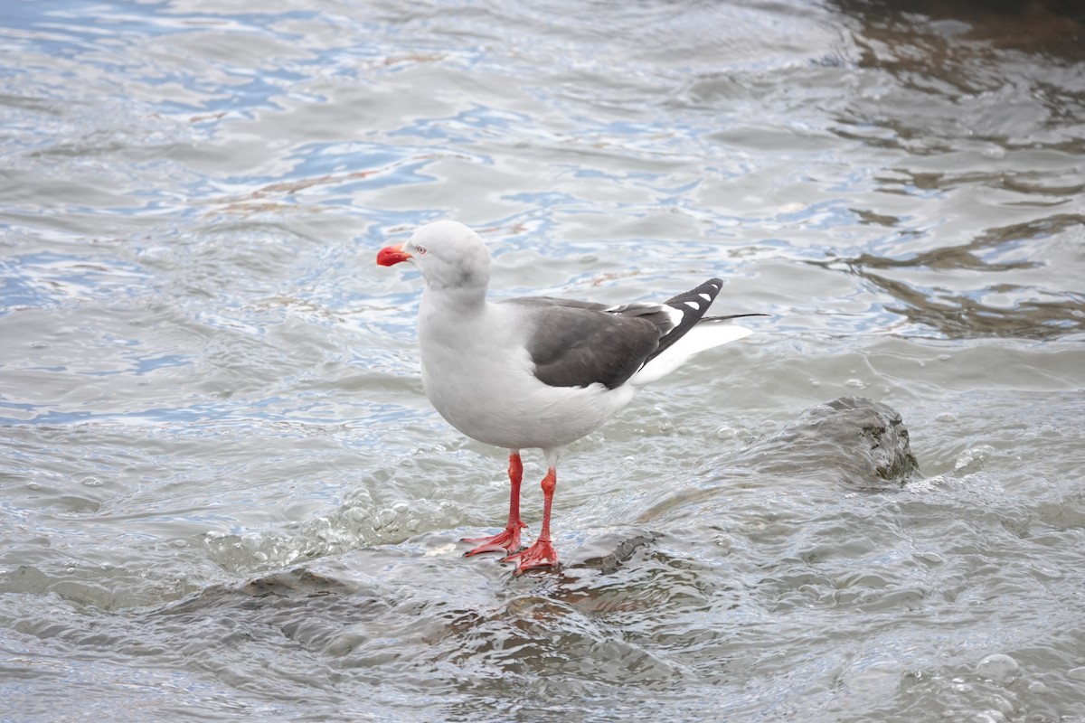 Goéland de Scoresby - ML646843183