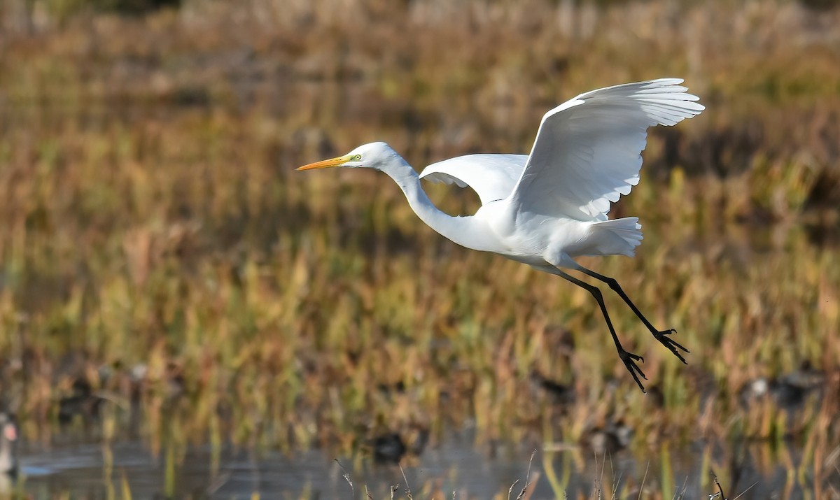 Koartza zuria - ML646843186