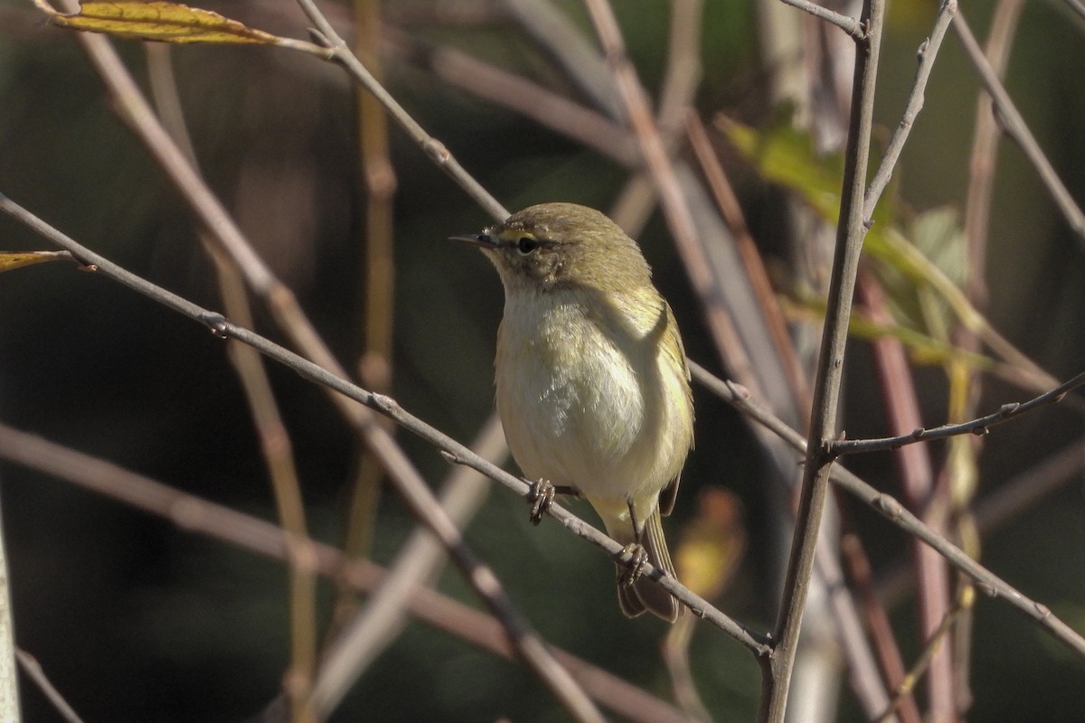 Common Chiffchaff - ML646843192