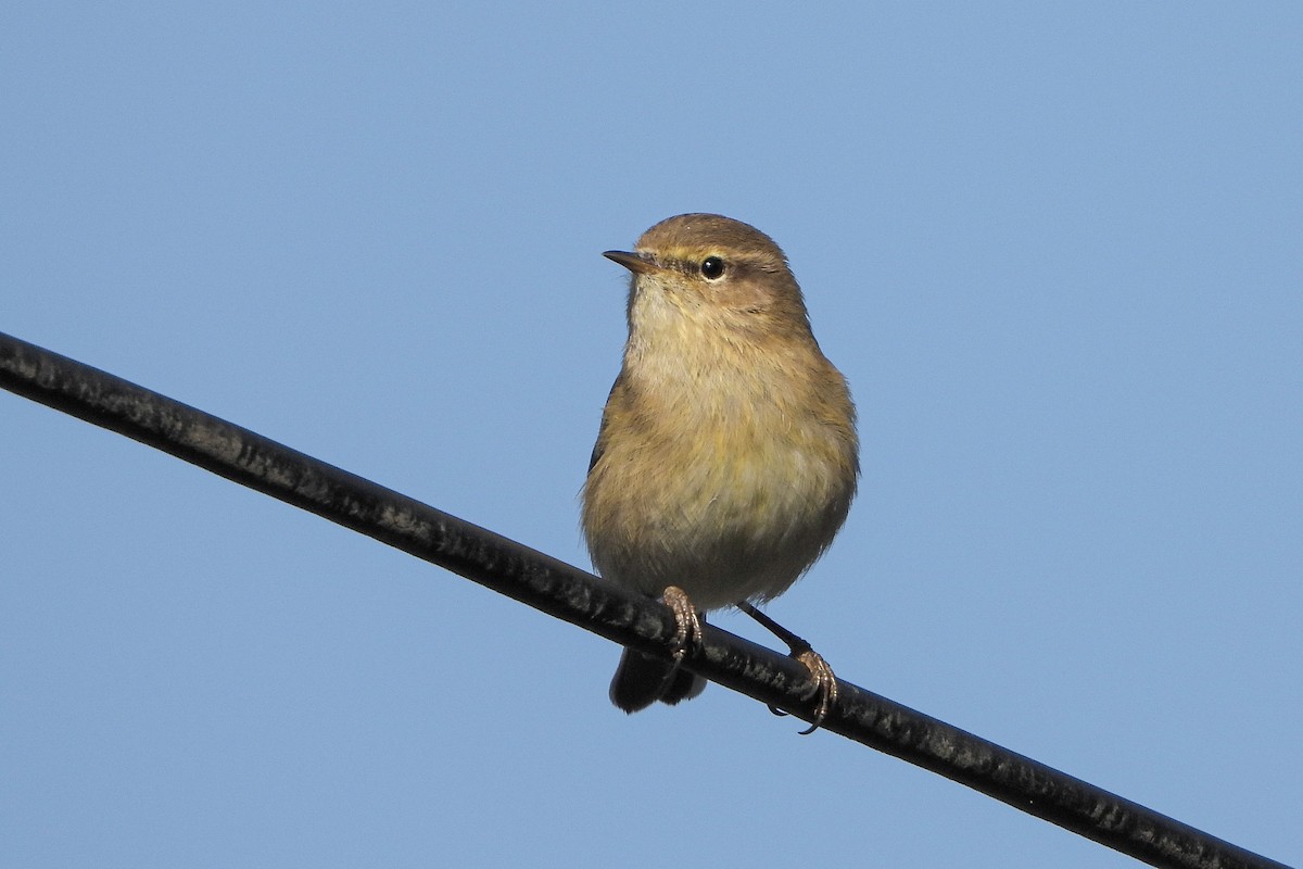 Common Chiffchaff - ML646843193