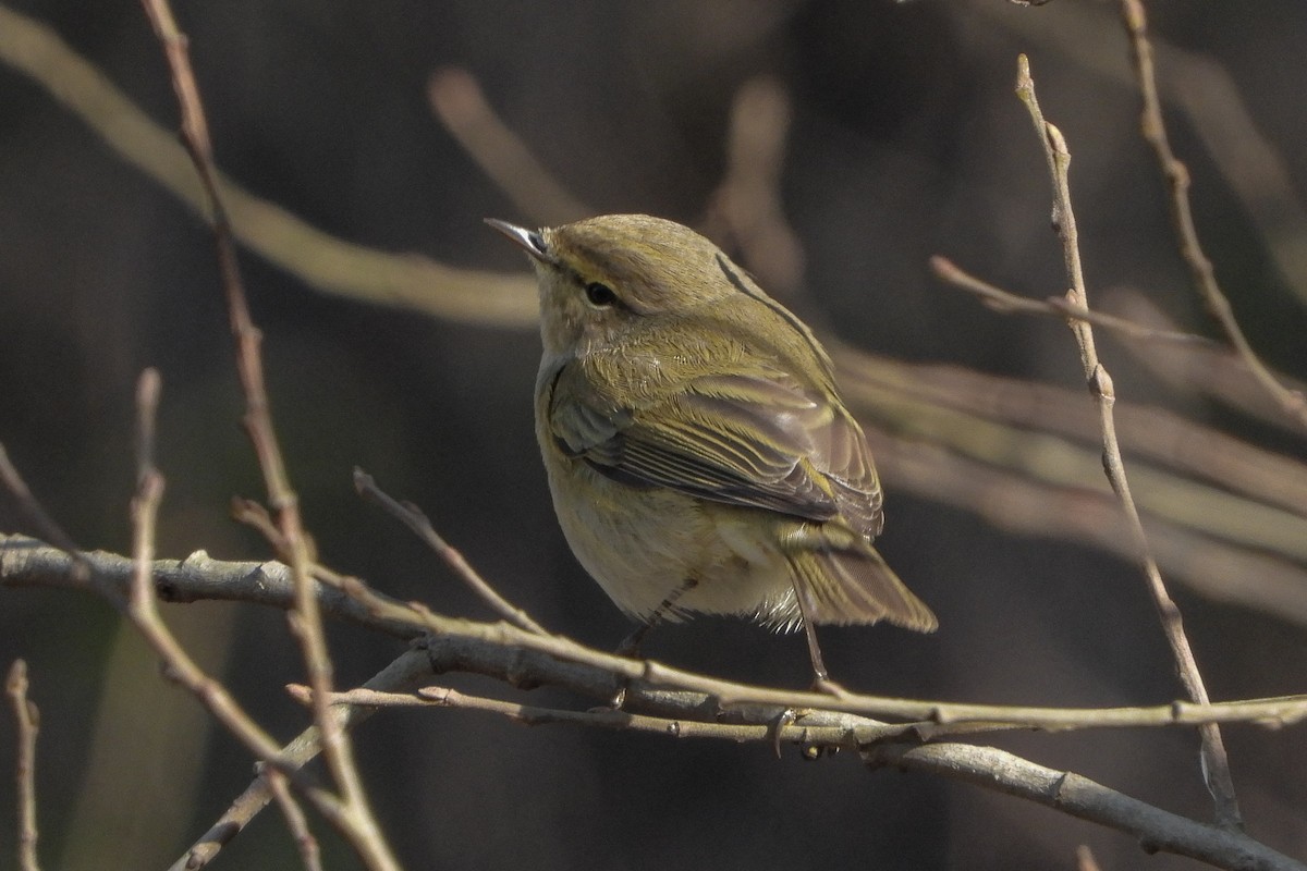 Common Chiffchaff - ML646843194