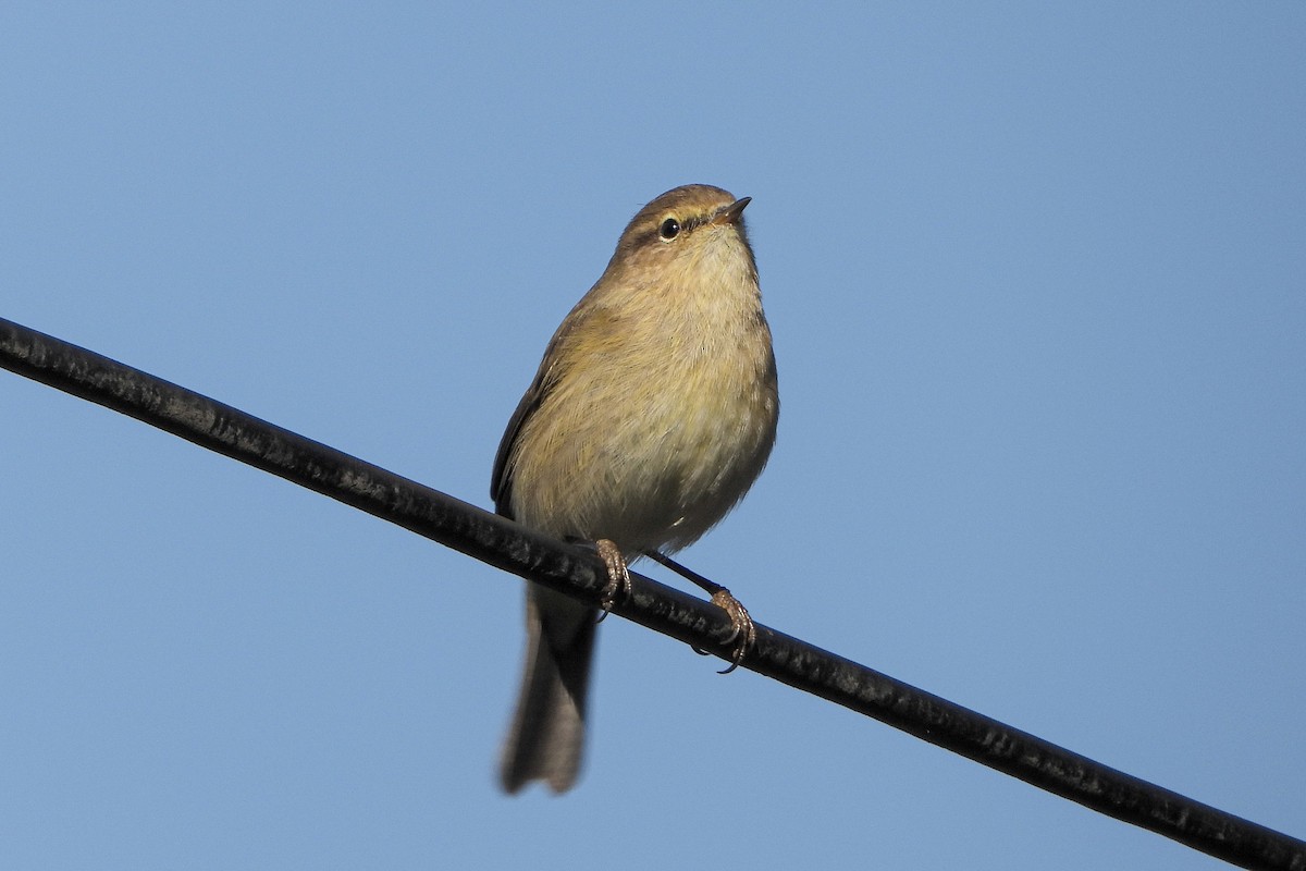 Common Chiffchaff - ML646843195