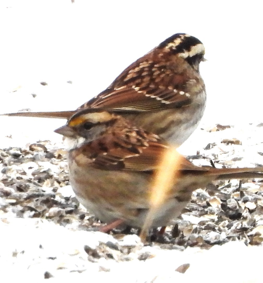 גיבתונית לבנת-גרון - ML646843196