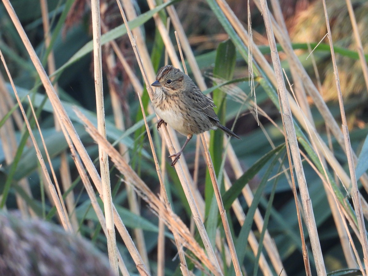 ヒメウタスズメ - ML646843198