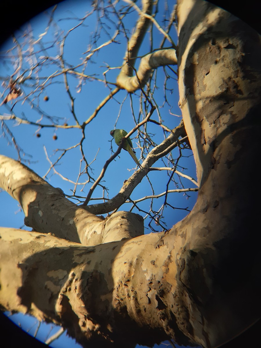 Rose-ringed Parakeet - ML646843202