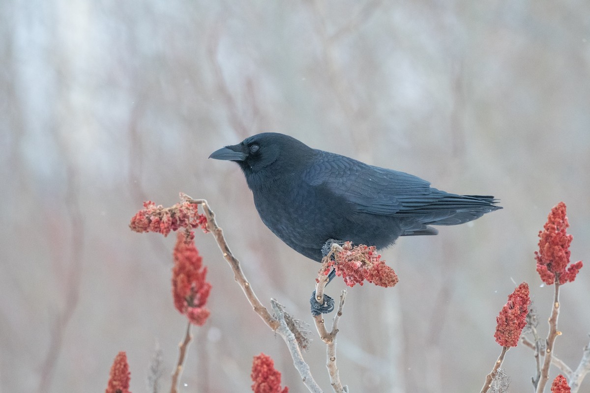 American Crow - ML646843203
