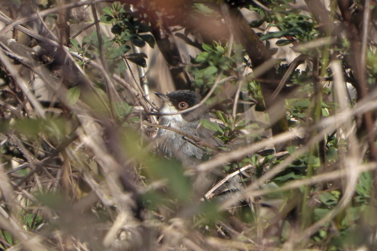 Sardinian Warbler - ML646843205