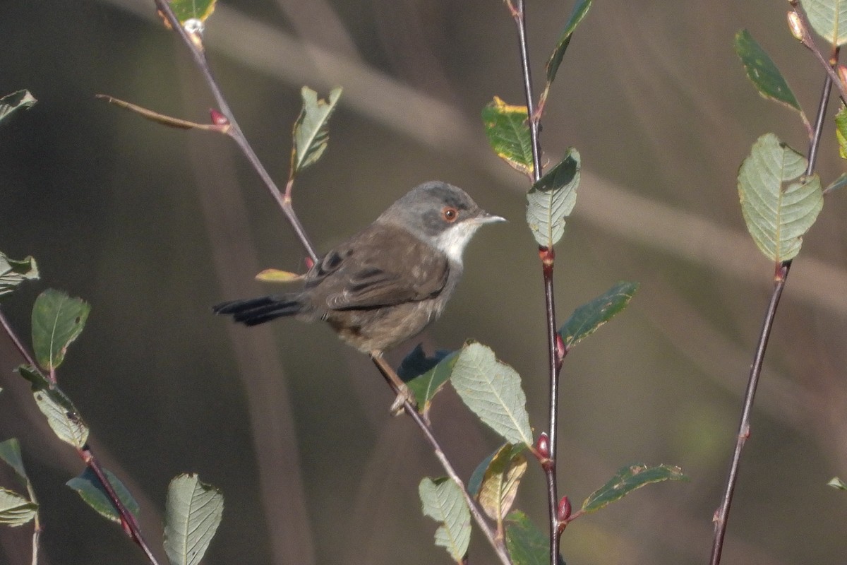 Sardinian Warbler - ML646843206
