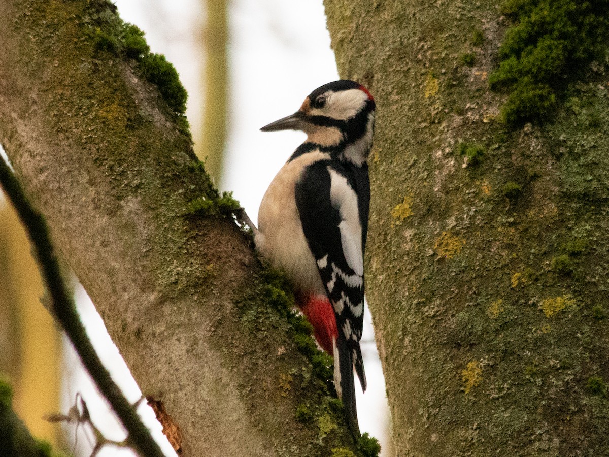 Great Spotted Woodpecker - ML646843207