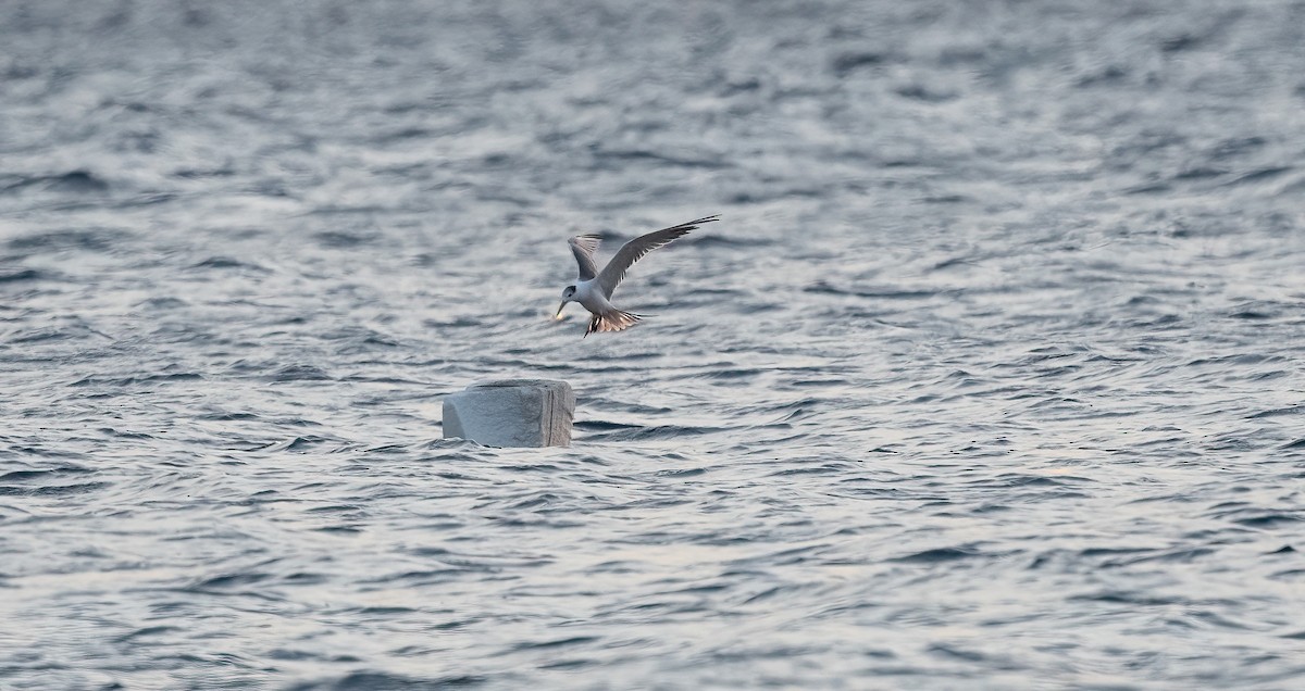 Tepeli Büyük Sumru - ML646843210