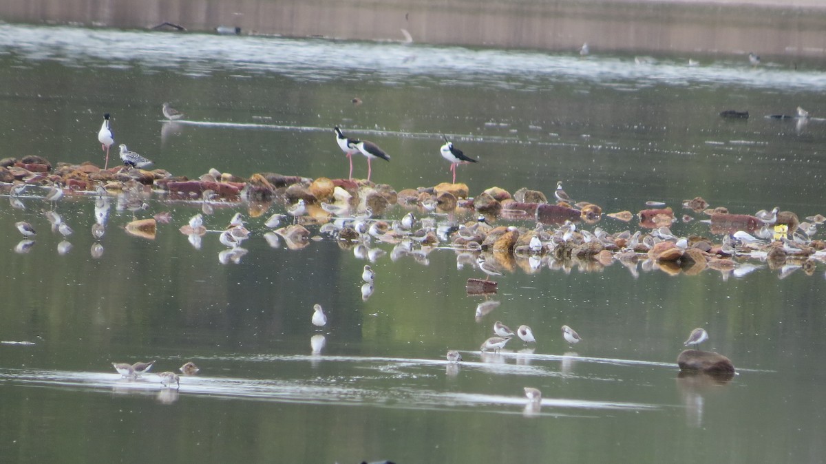 Black-necked Stilt - ML646843211
