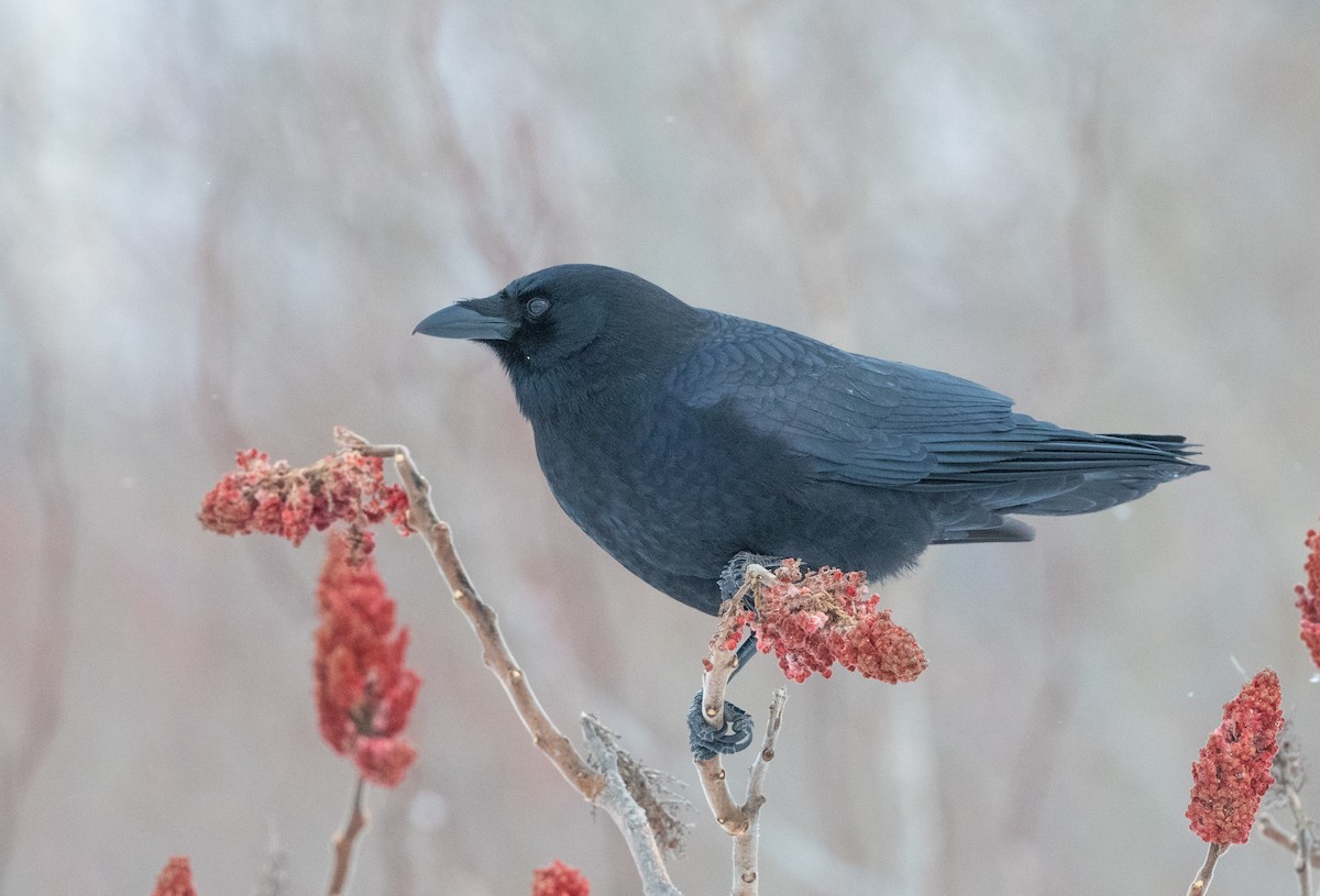 American Crow - ML646843212