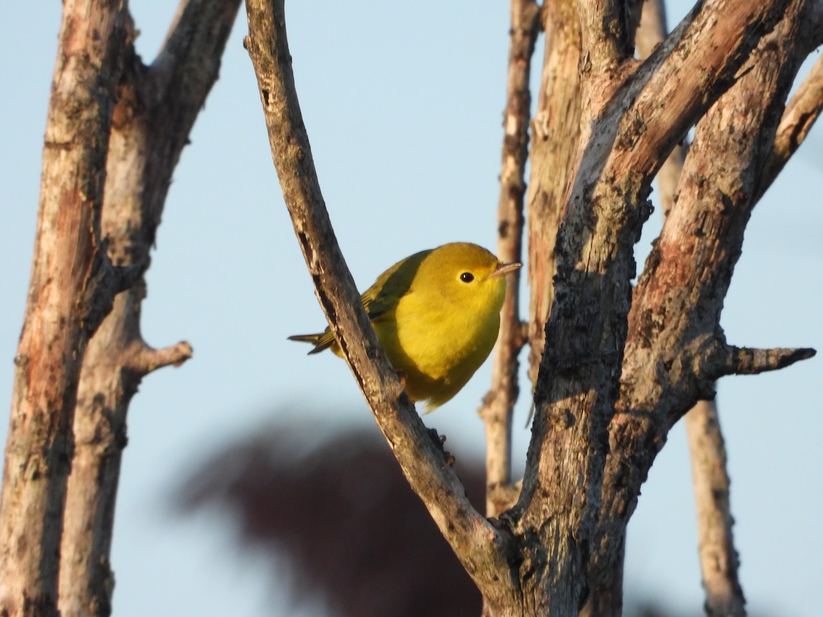 Northern Yellow Warbler - ML646843213