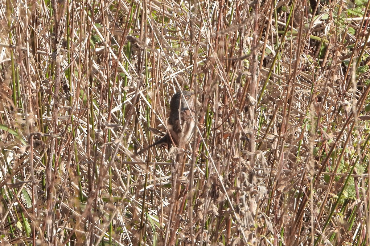 Funda Ötleğeni - ML646843214