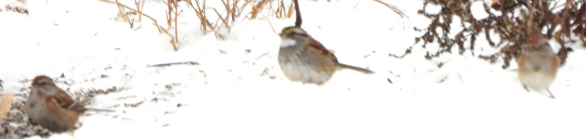 Пасовник північний - ML646843215