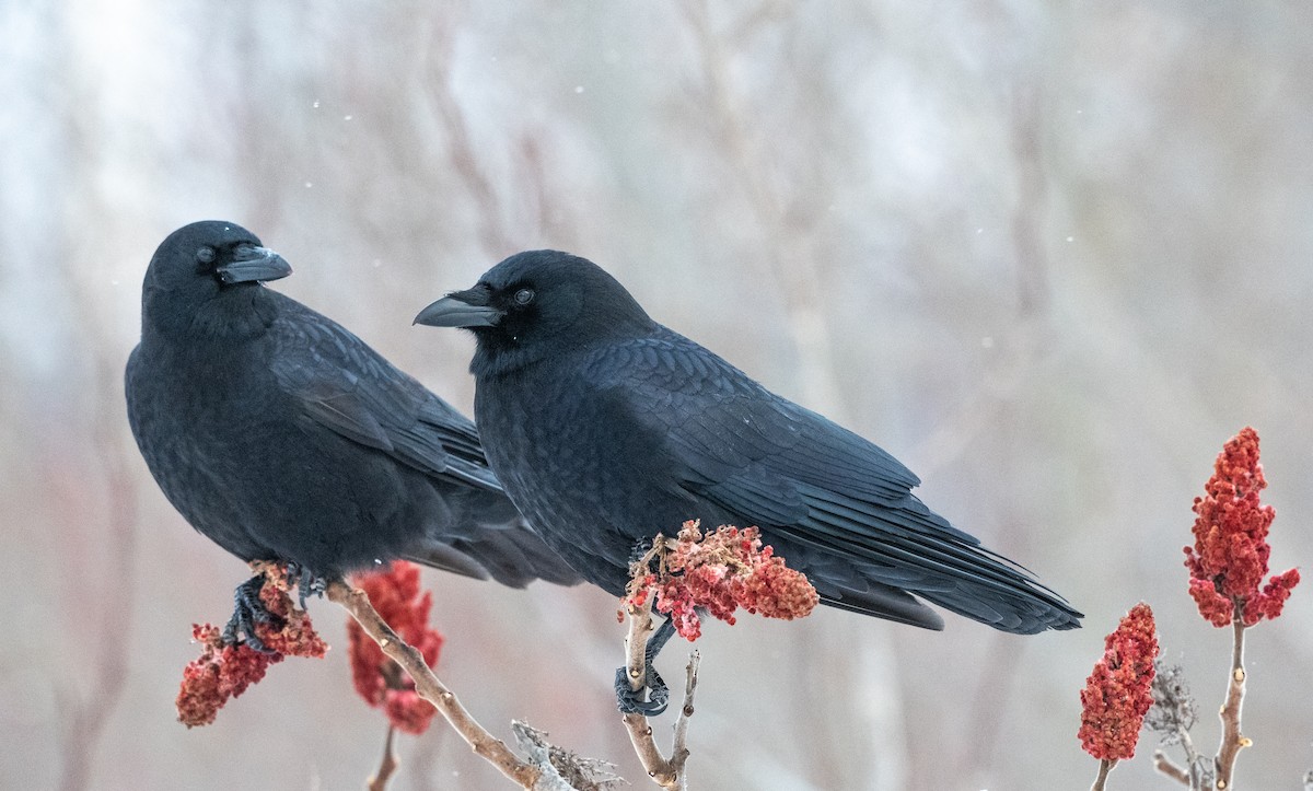 American Crow - ML646843217