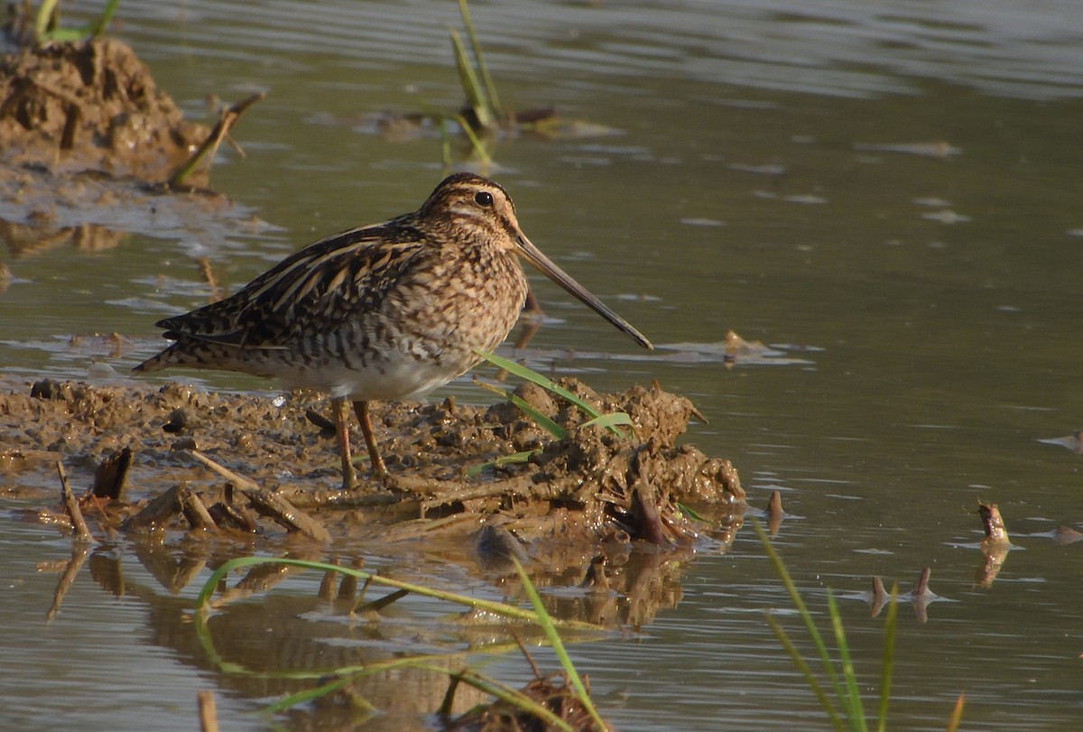 Common Snipe - ML646843218