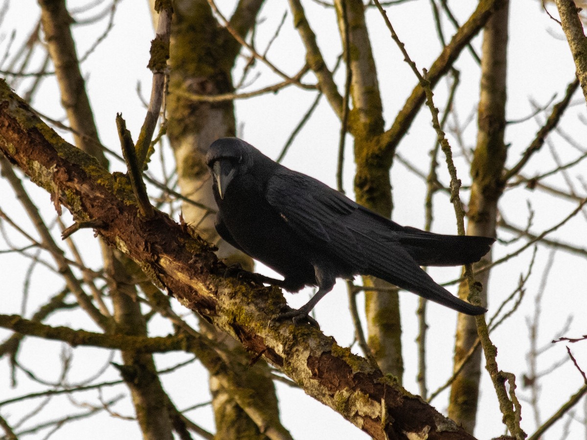 Common Raven - ML646843220