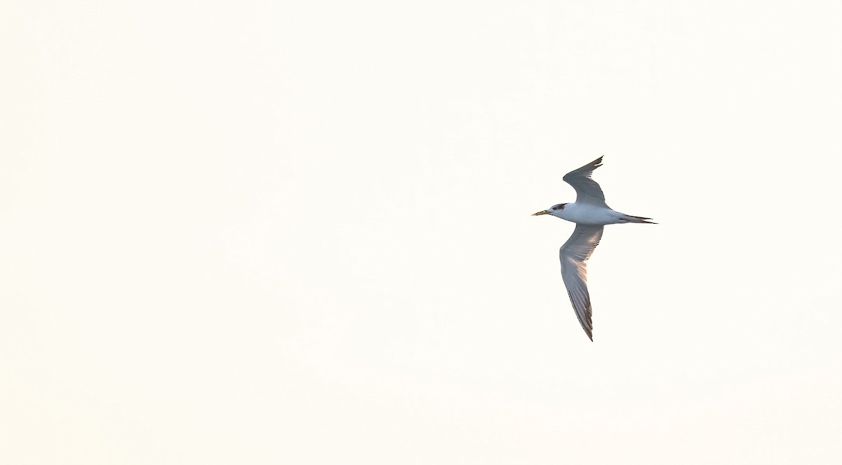 Tepeli Büyük Sumru - ML646843223