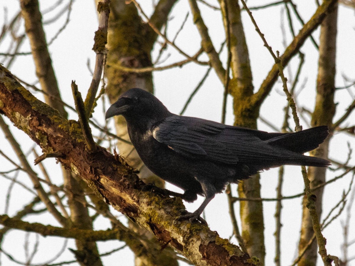 Common Raven - ML646843224