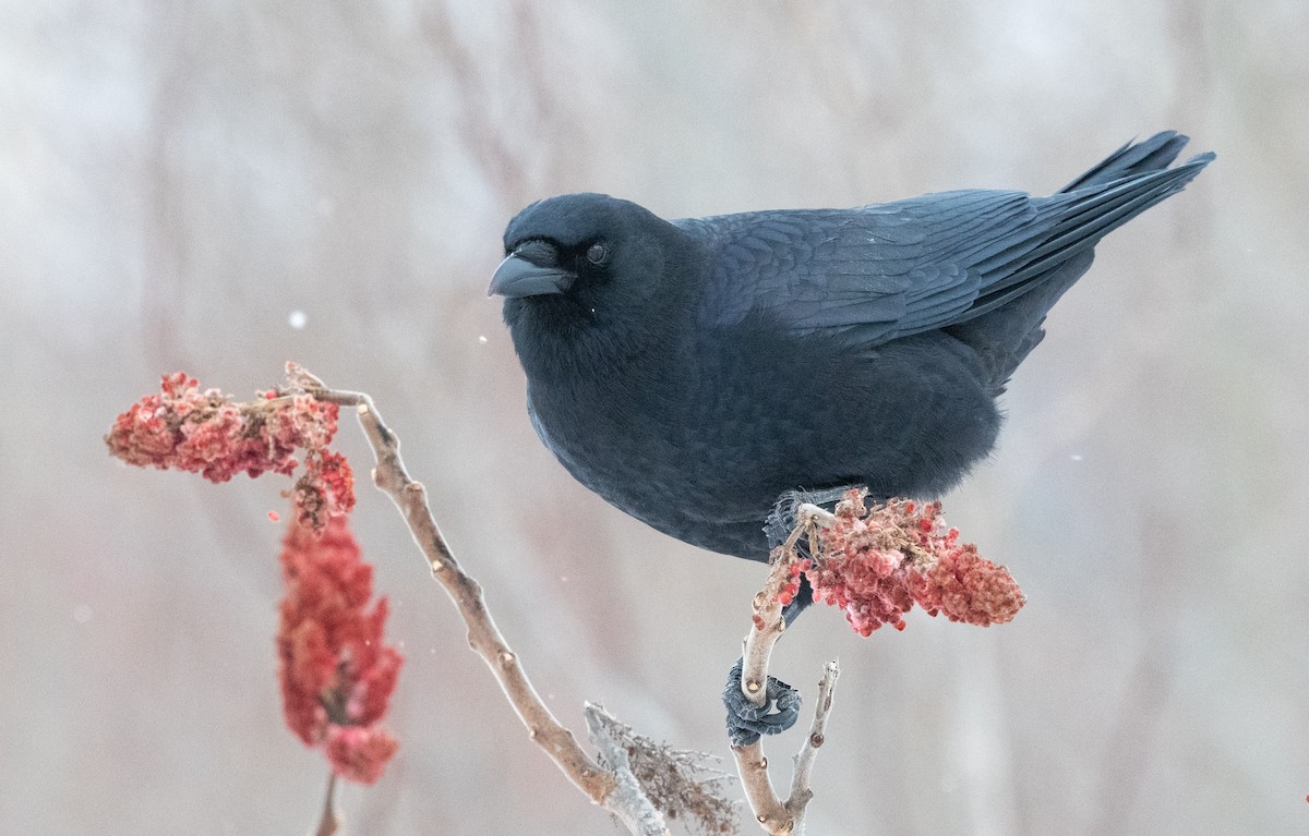 American Crow - ML646843225