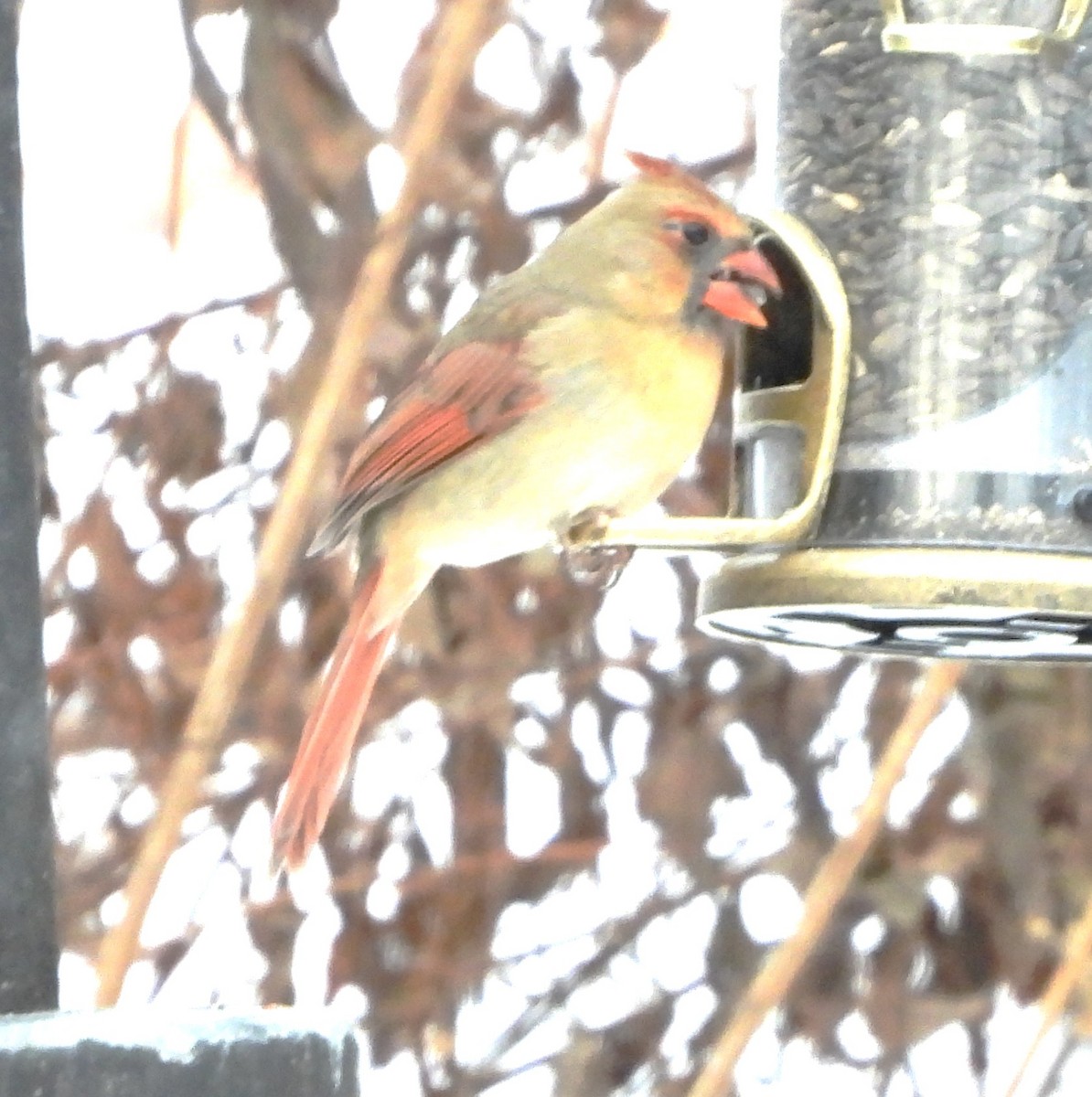 קרדינל צפוני - ML646843226