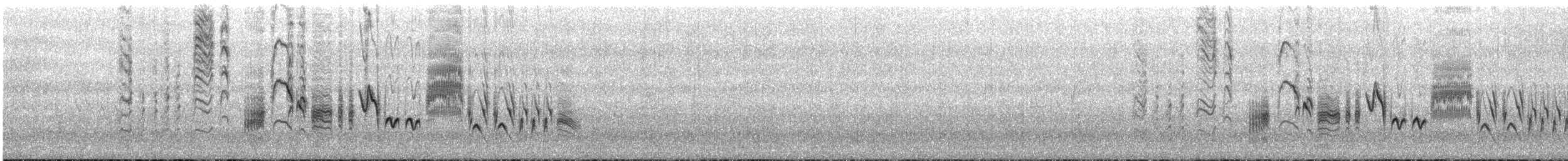 Chochín Criollo Sureño - ML646843228