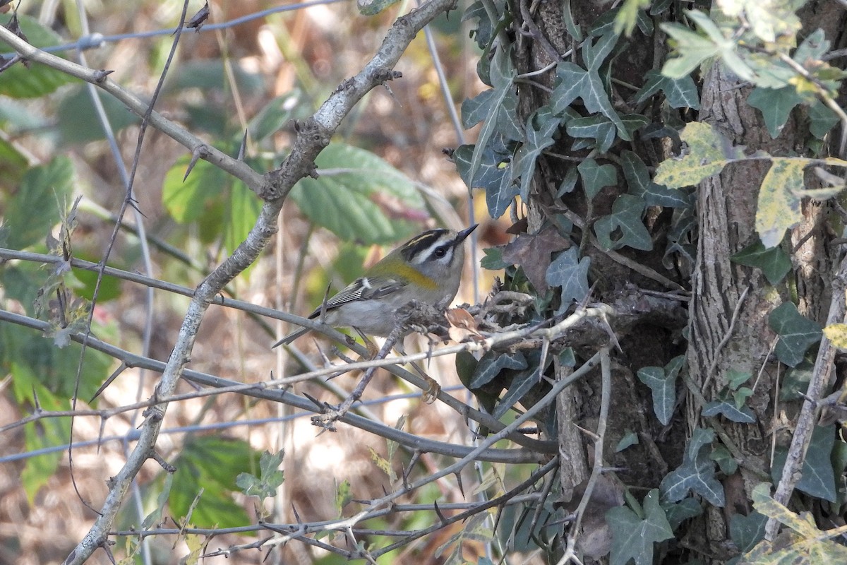 Красноголовый королёк - ML646843229