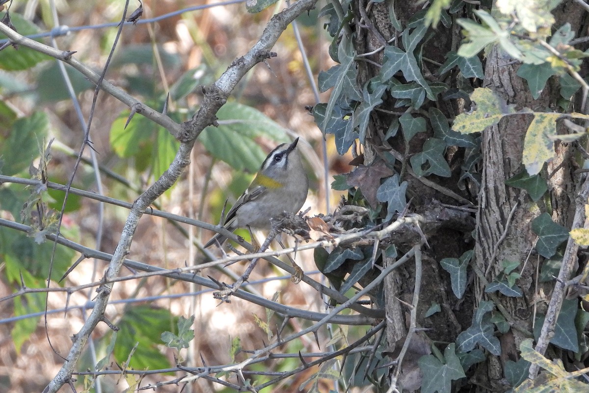 Красноголовый королёк - ML646843233