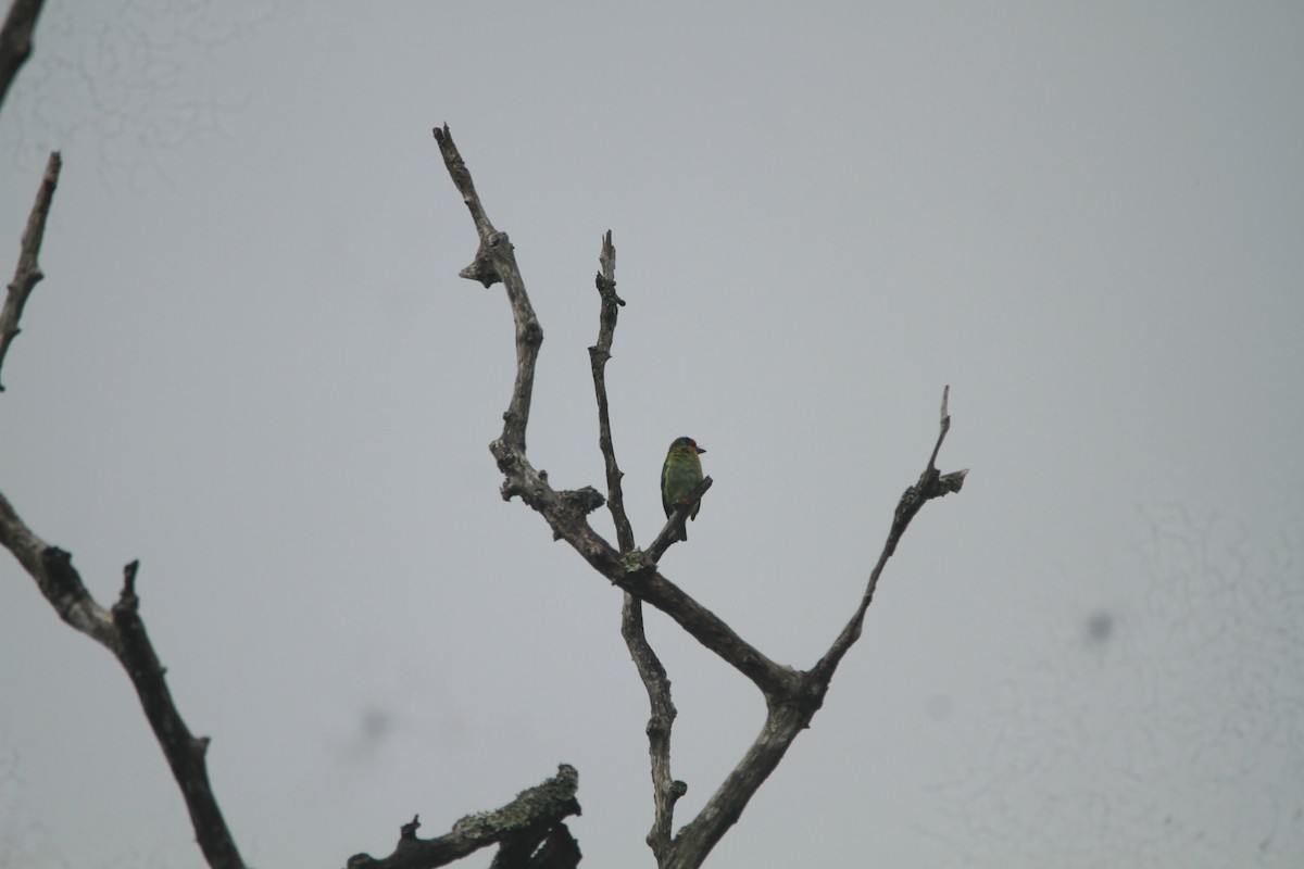 Malabarbartvogel - ML646843236